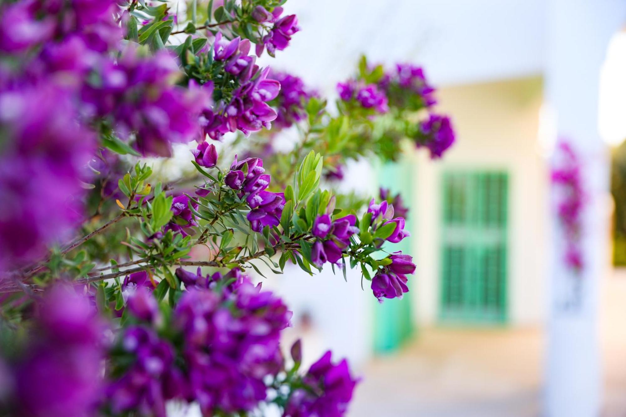 Villa Mina Ostuni Exterior foto